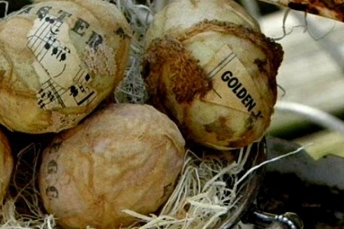 Ідеї на Великдень: 25 красивих композицій